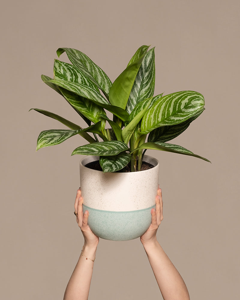 feey-variado-aglaonema-stripes-zimmerpflanze-ohne-bertopf image 1