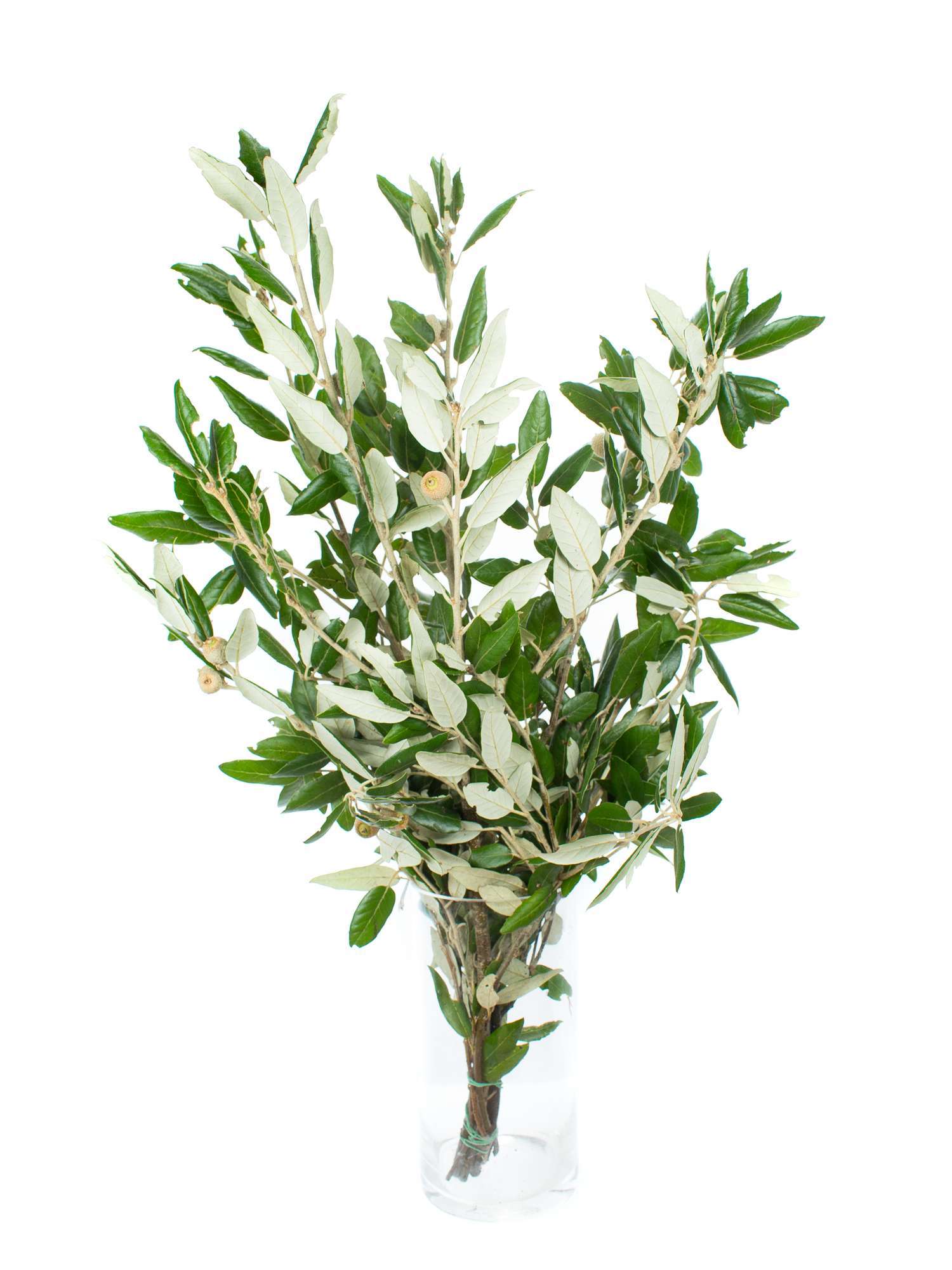 blumigo-steineiche-zweige-bindegr-n-vase-robust-gr-n image 3