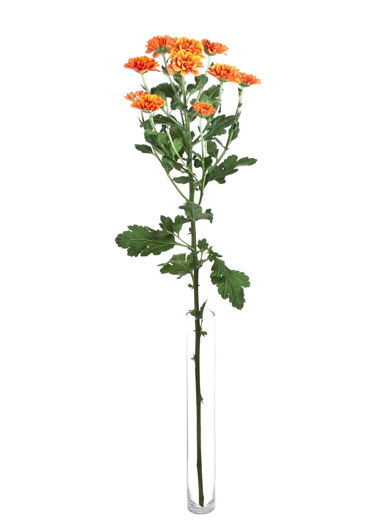 blumigo-chrysanthemen-santinis-monika-schnittblumen-orange image 3