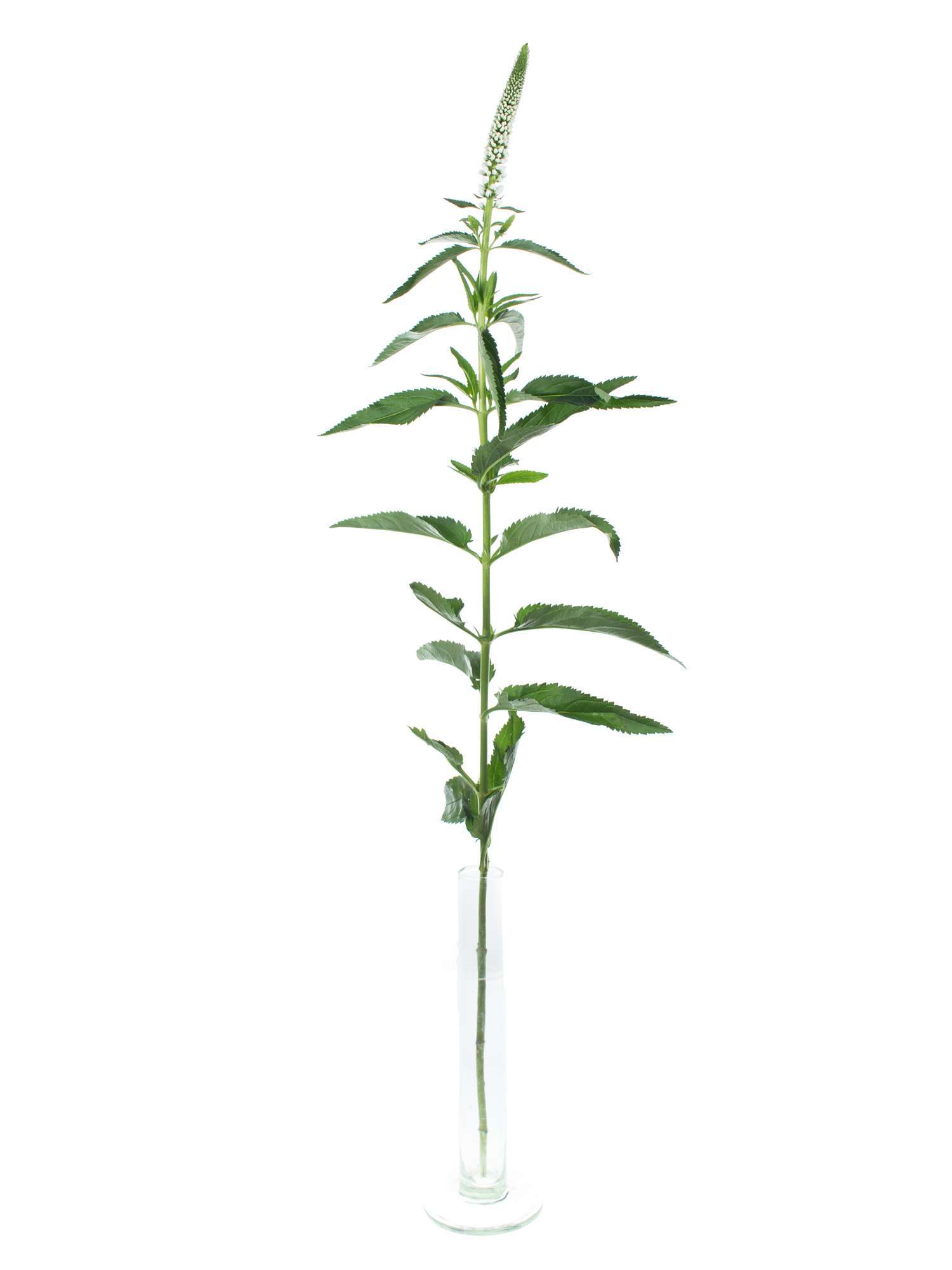 blumigo-veronica-ehrenpreis-schnittblume-wei-einzelstiel image 3