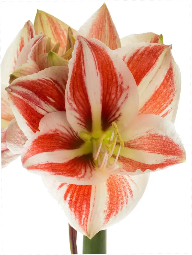 blumigo-amaryllis-superstar-schnittblume-rot-wei image 1