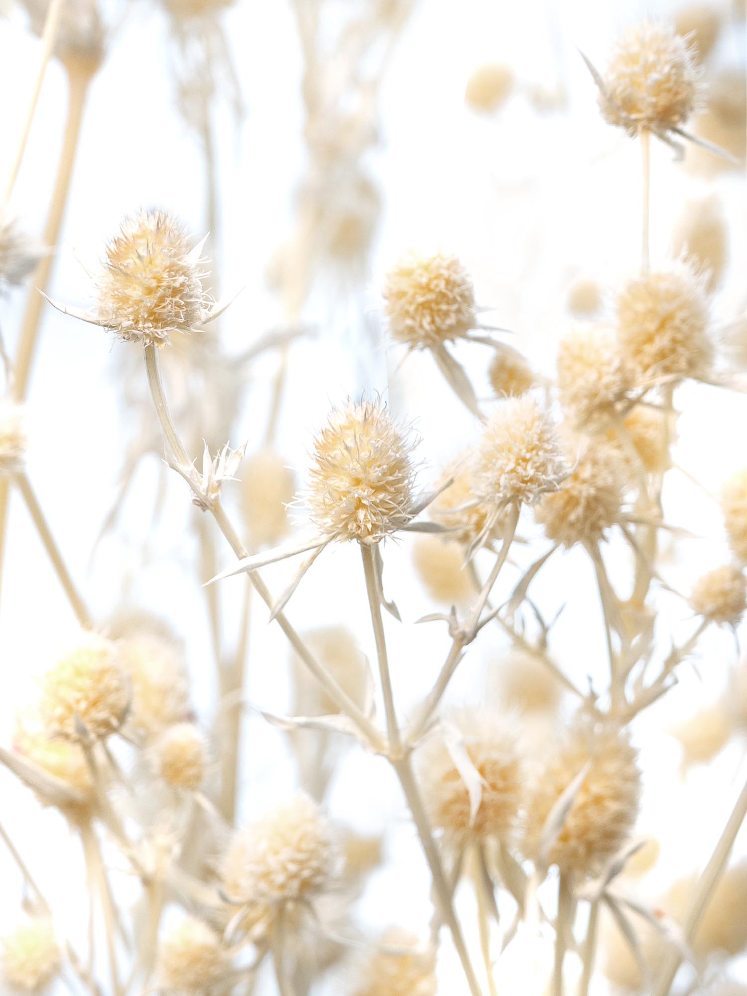 blumigo-trockenblumen-disteln-creme-wei-gebleicht image 1