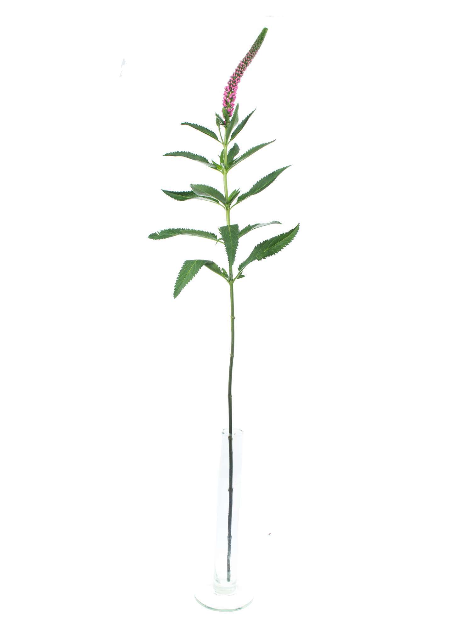 blumigo-blattwerk-veronica-ehrenpreis-pink-schnittblume image 3