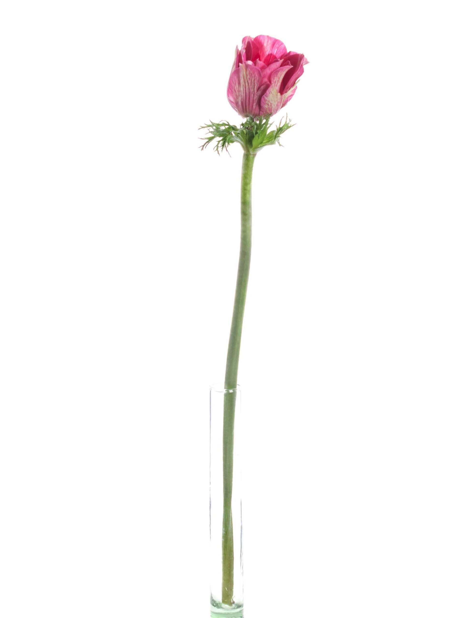 blumigo-anemonen-mistral-tigre-pink-wei-xl image 3