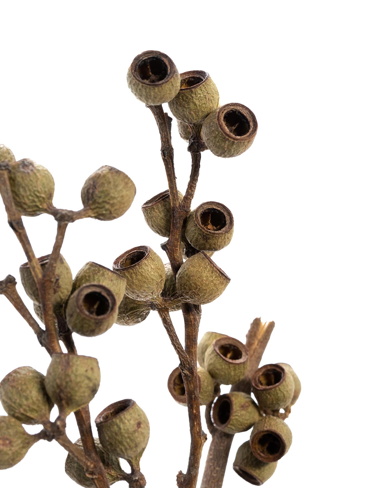 blumigo-trockenblumen-eukalyptusbeeren-getrocknet-braun-natur image 1