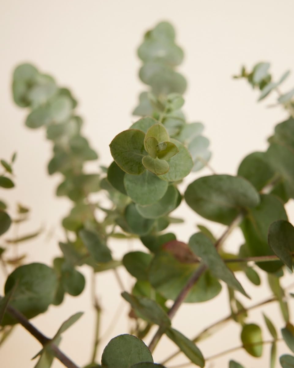 plnts-rareplnts-eucalyptus-gunnii-zimmerpflanze-17cm-50cm-duft image 5