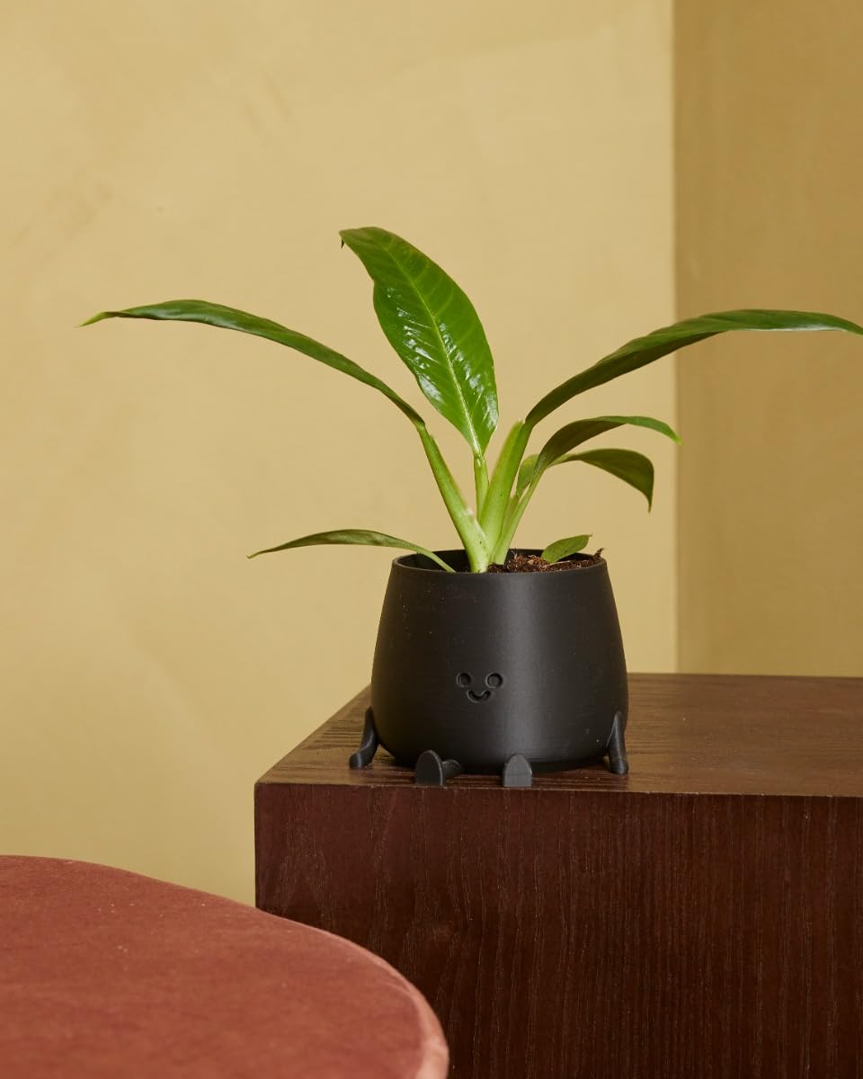 plnts-baby-philodendron-campii-zimmerpflanze-8-cm-pflegeleicht image 5