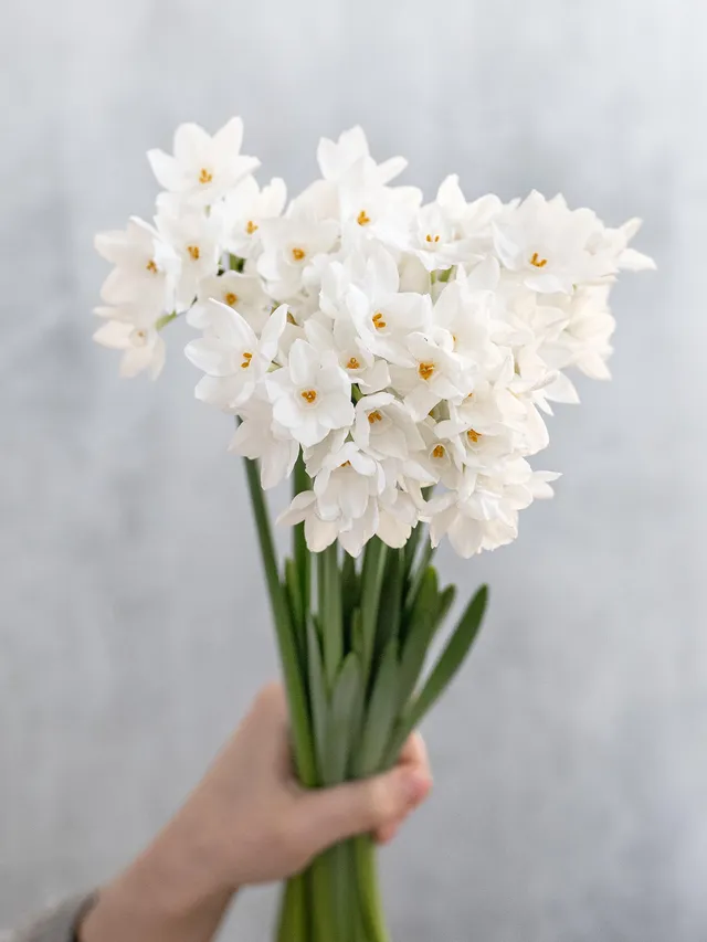 blumigo-narzissen-ziva-verzweigt-schnittblumen-wei image 1