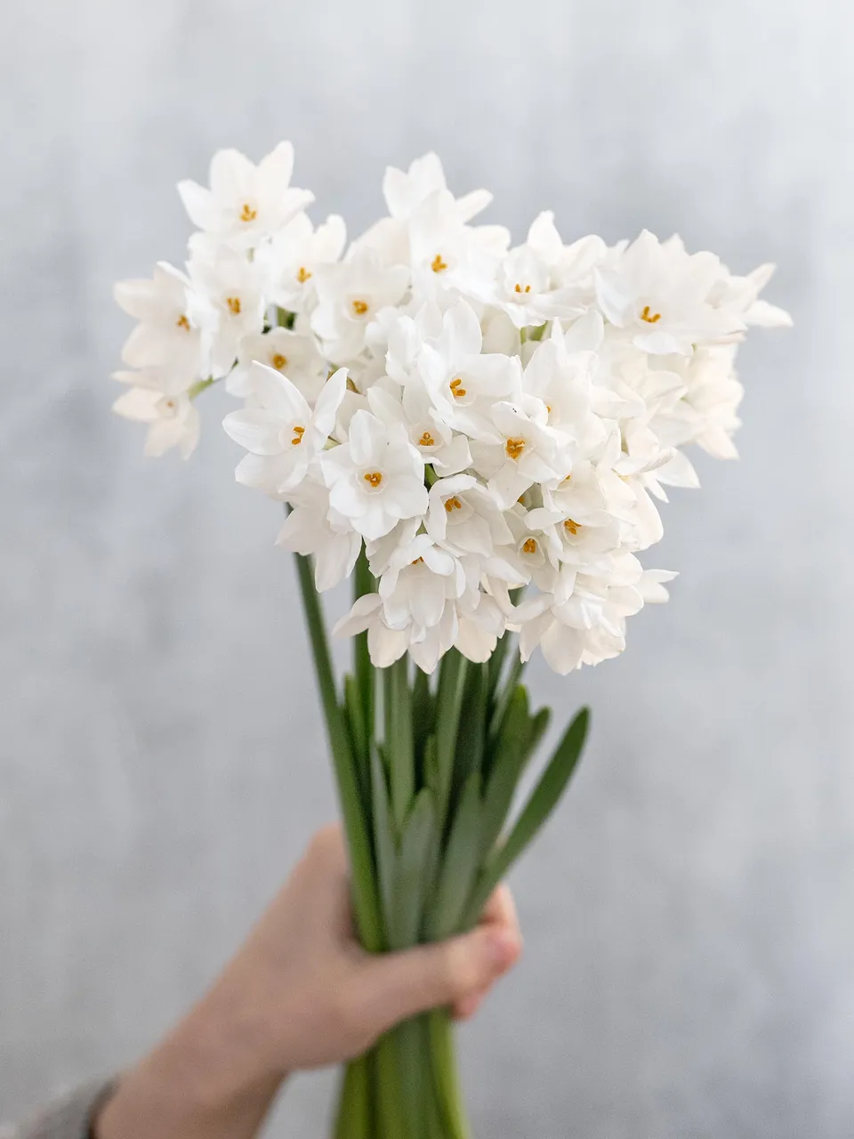 blumigo-narzissen-ziva-verzweigt-schnittblumen-wei image 1