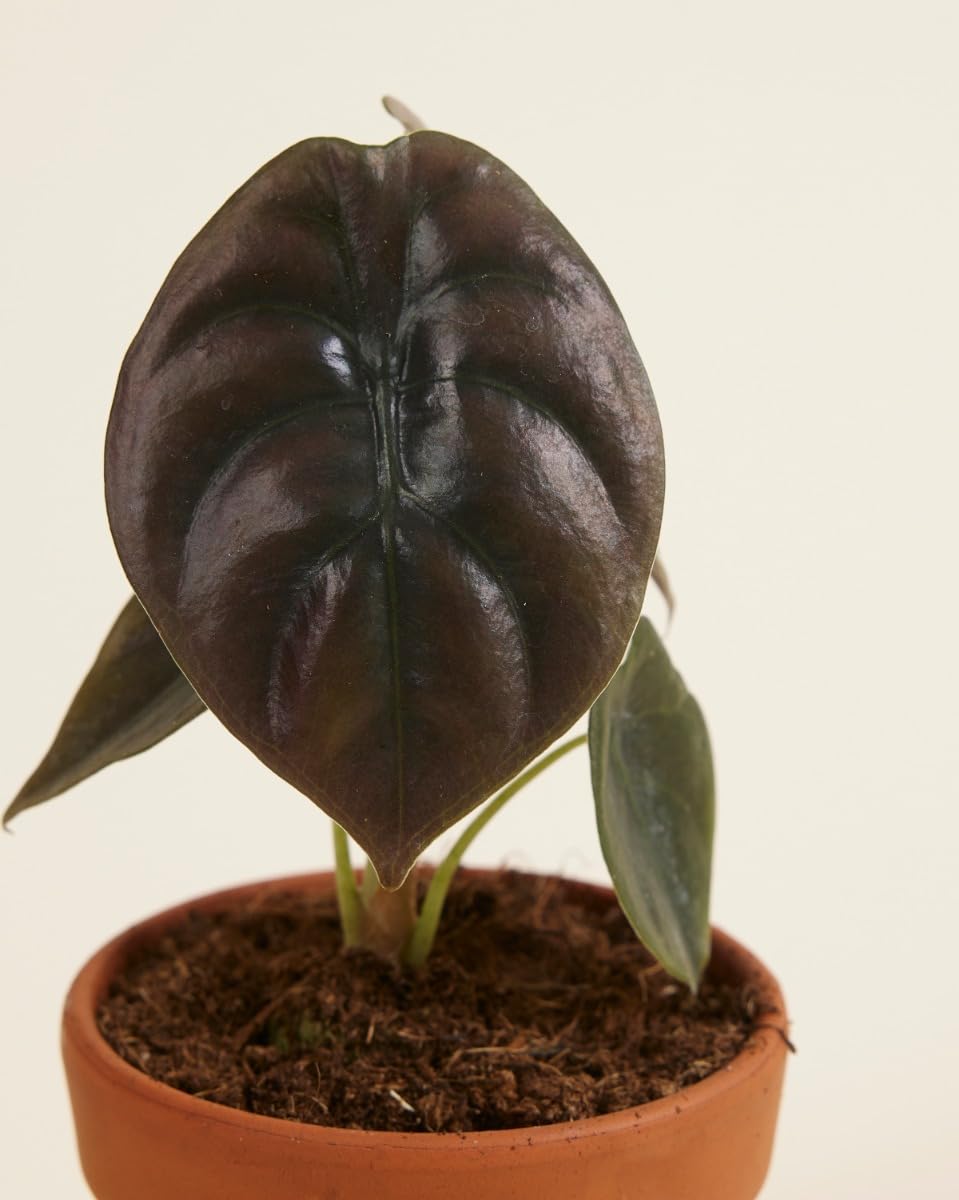plnts-babyplnts-alocasia-red-secret-zimmerpflanze-20cm image 3