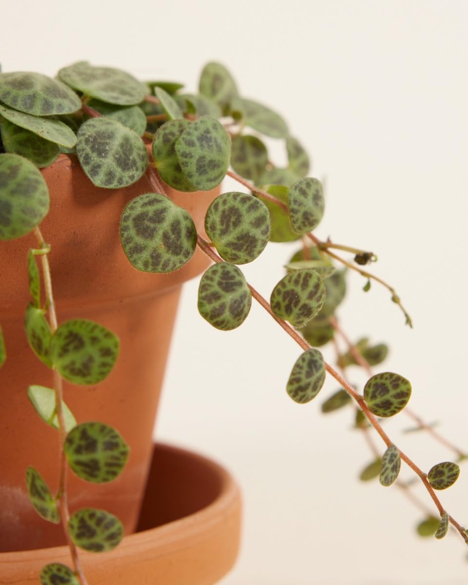 plnts-babyplnts-baby-peperomia-prostrata-zimmerpflanze-6cm-topf image 3