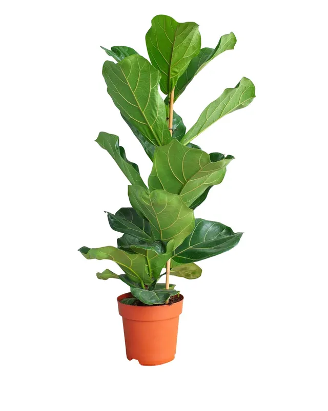 plnts-rareplnts-ficus-lyrata-geigenfeige-110-cm-21-cm-topf image 1
