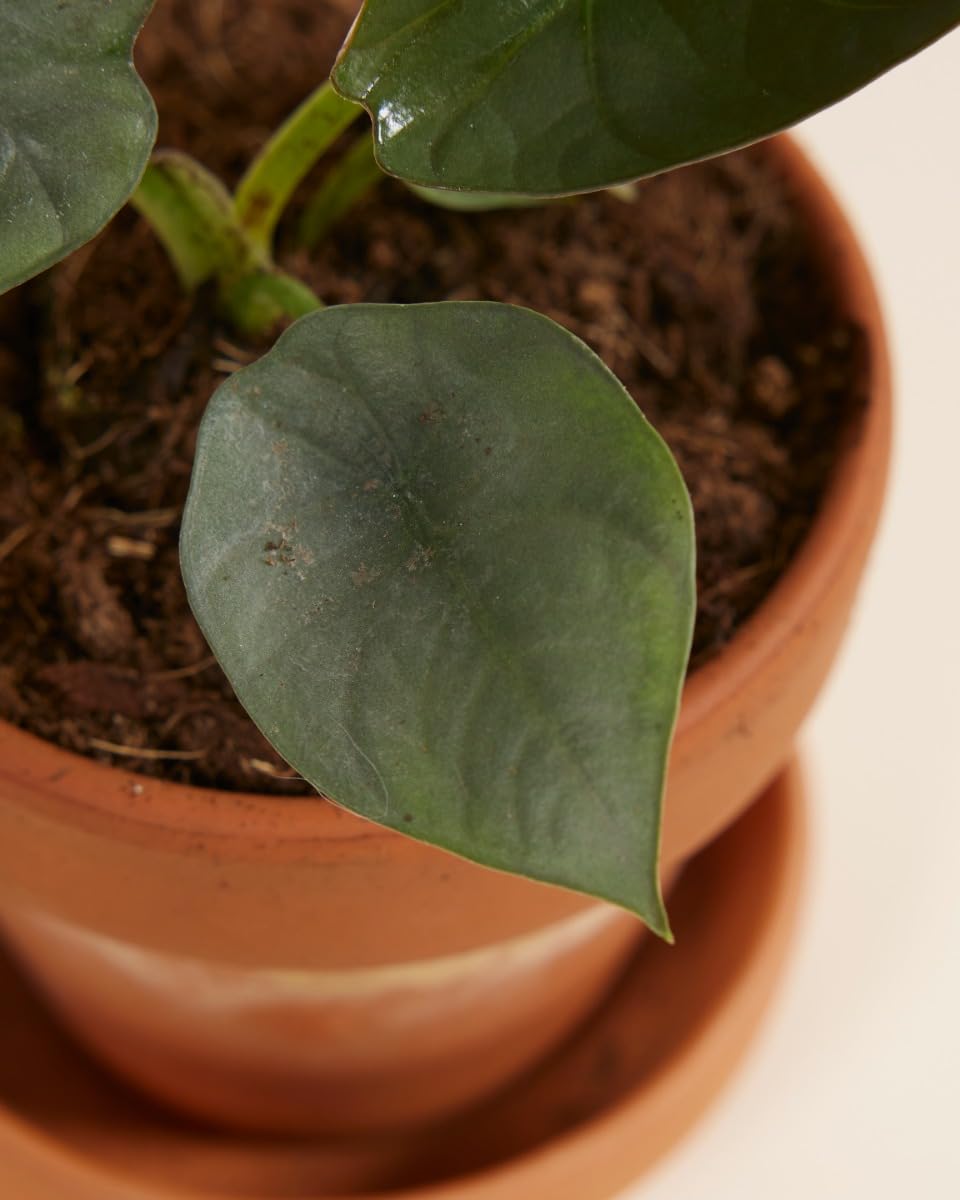 plnts-babyplnts-alocasia-nebula-zimmerpflanze-10-cm-baby image 6