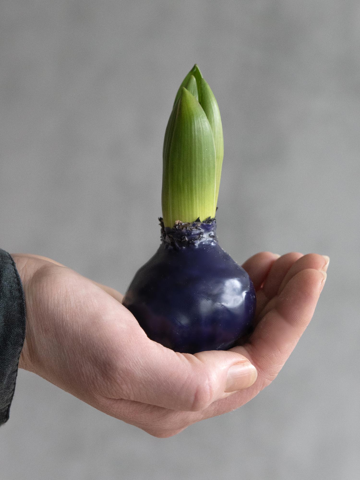 blumigo-fr-hlingsknollen-hyazinthenknolle-violett-gewachst image 4