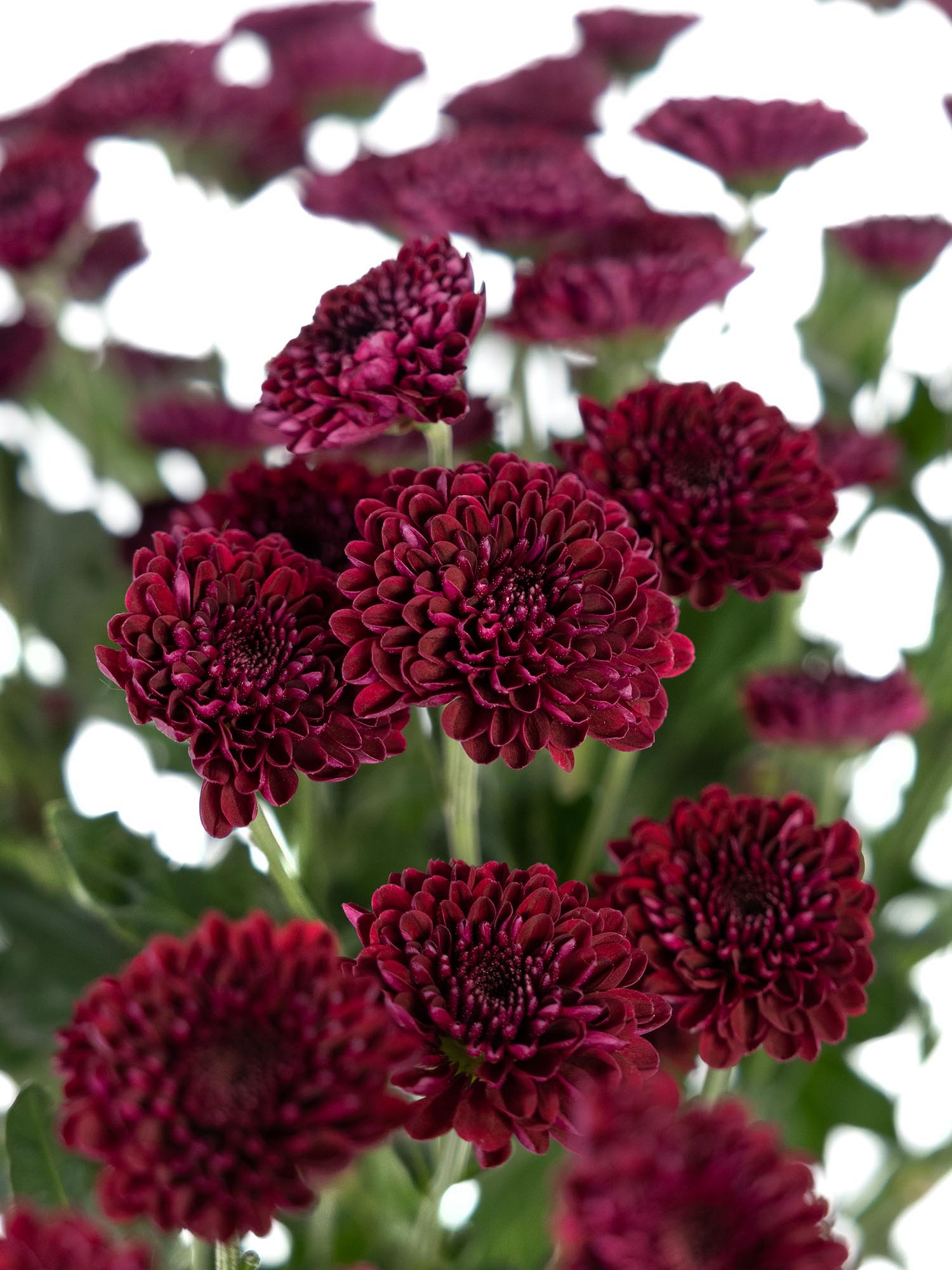 blumigo-chrysanthemen-santinis-jinda-red-blume-dunkelrot image 1