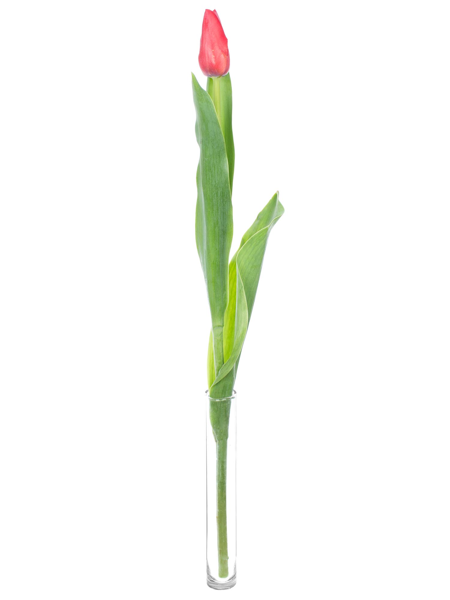 blumigo-kingsblood-tulpe-rot-franz-sisch-frisch image 3
