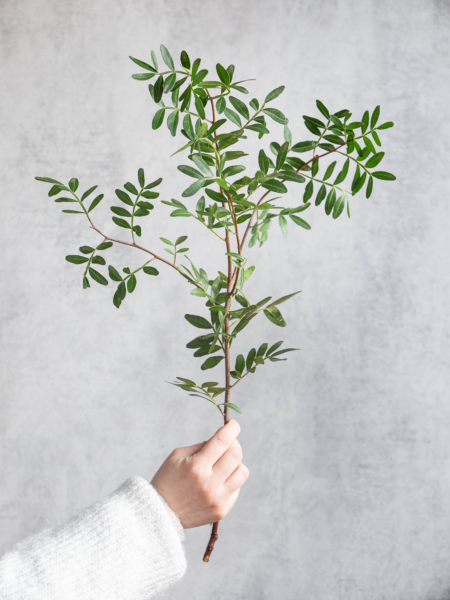 blumigo-exklusives-greenery-pistaziengr-n-schnittgr-n-beiwerk image 2
