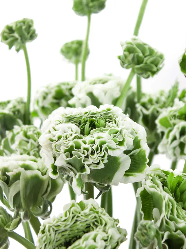 blumigo-ranunkeln-xl-ponpon-igloo-schnittblume-wei-gr-n image 1