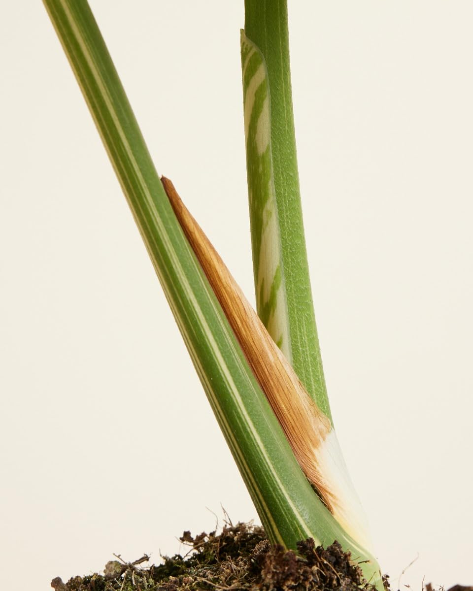 plnts-rareplnts-monstera-thai-constellation-fensterblatt-60cm image 2