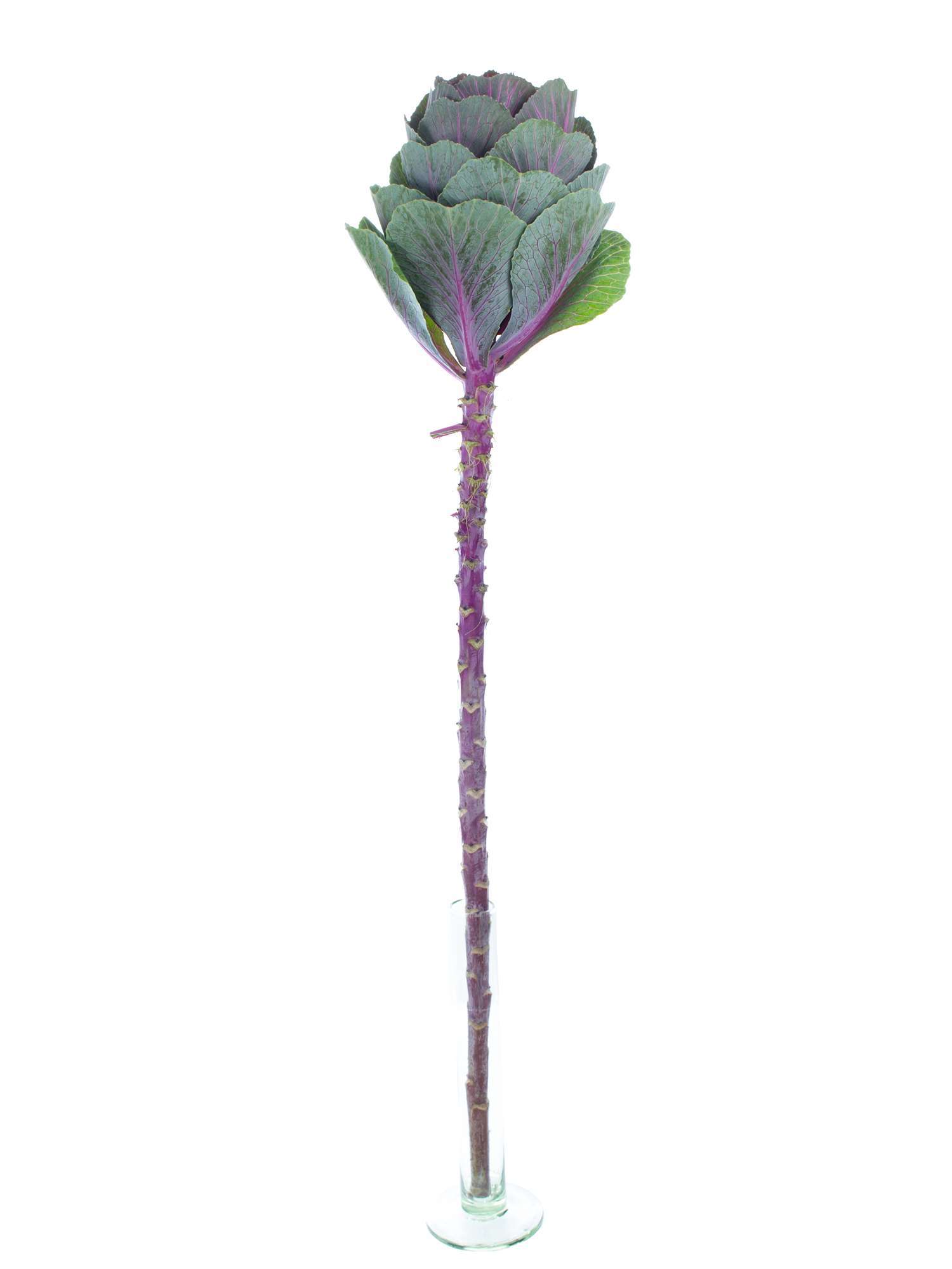 blumigo-herbstdeko-zierkohl-pink-crane-schnittblume-violett-gr-n image 3