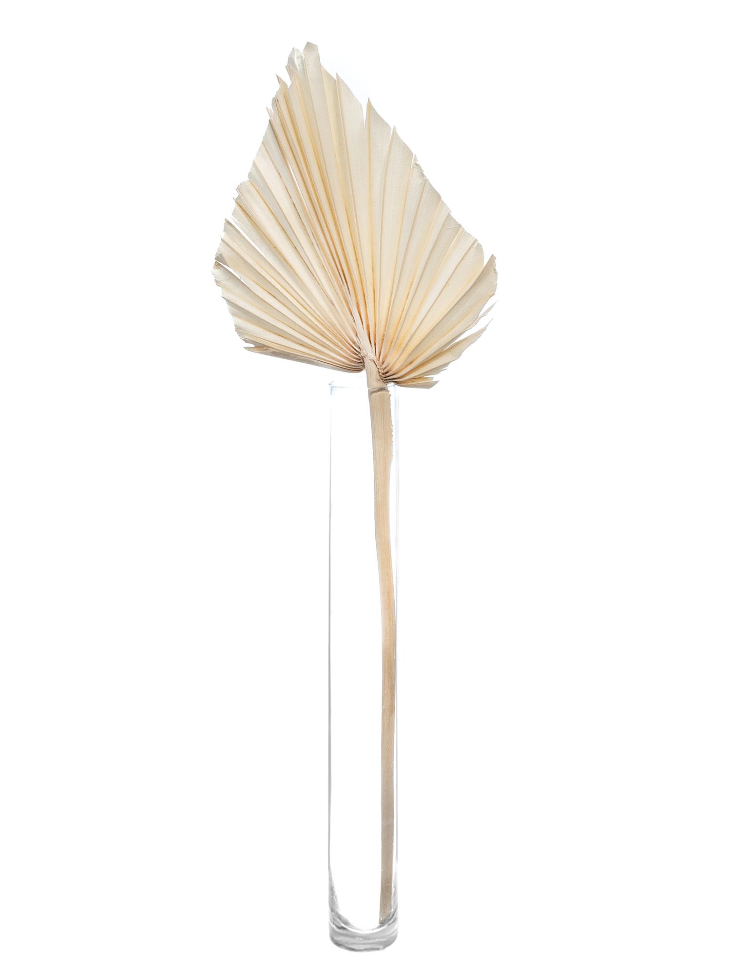 blumigo-trockenblumen-palm-spear-trockenblume-creme-gebleicht image 4