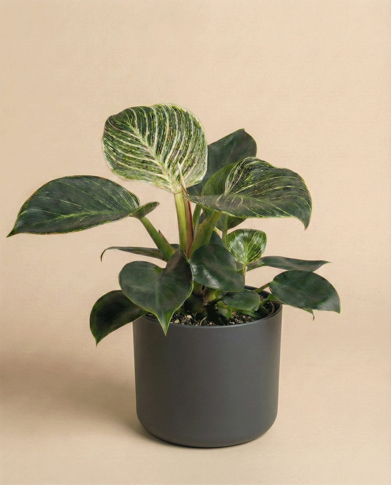 feey-variado-philodendron-birkin-zimmerpflanze-ohne-bertopf image 7