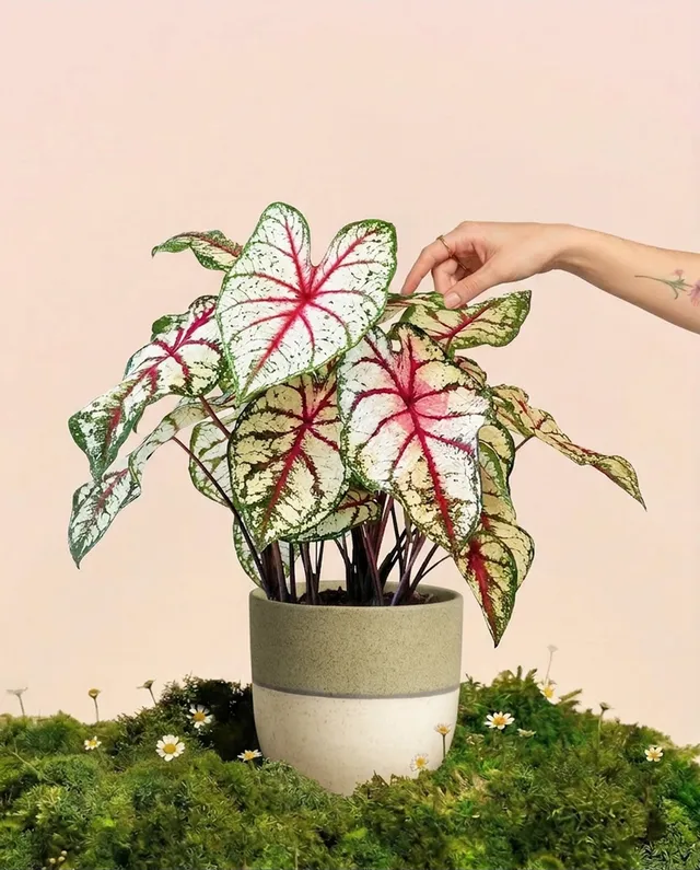 feey-caladium-bottle-rocket-zimmerpflanze-buntblatt image 1