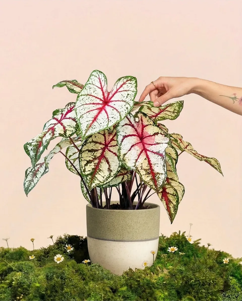 feey-caladium-bottle-rocket-zimmerpflanze-buntblatt image 1