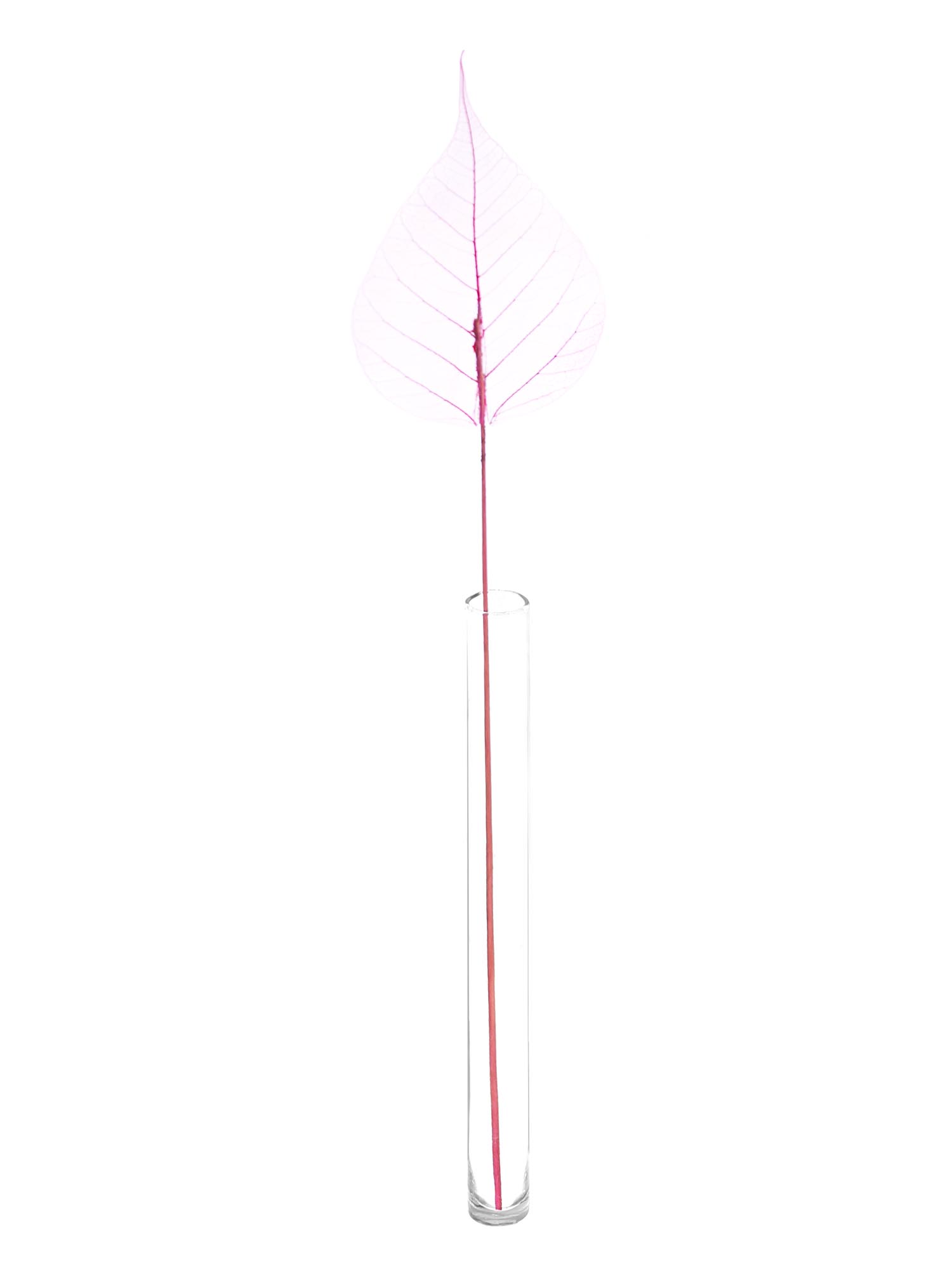 blumigo-trockenblumen-skelettbl-tter-pink-gef-rbt image 3