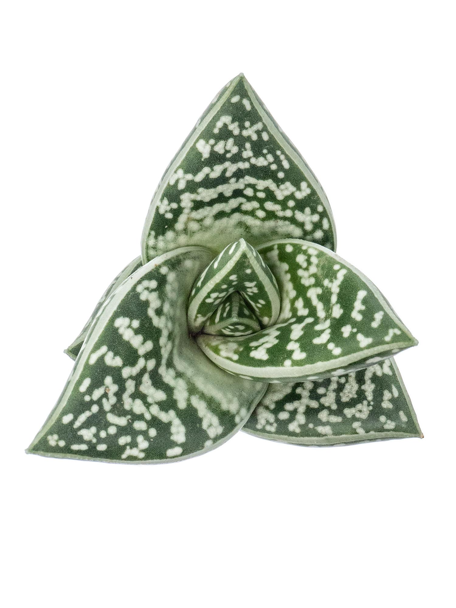 blumigo-aloe-variegata-sukkulente-gr-n-wei-panaschiert image 6