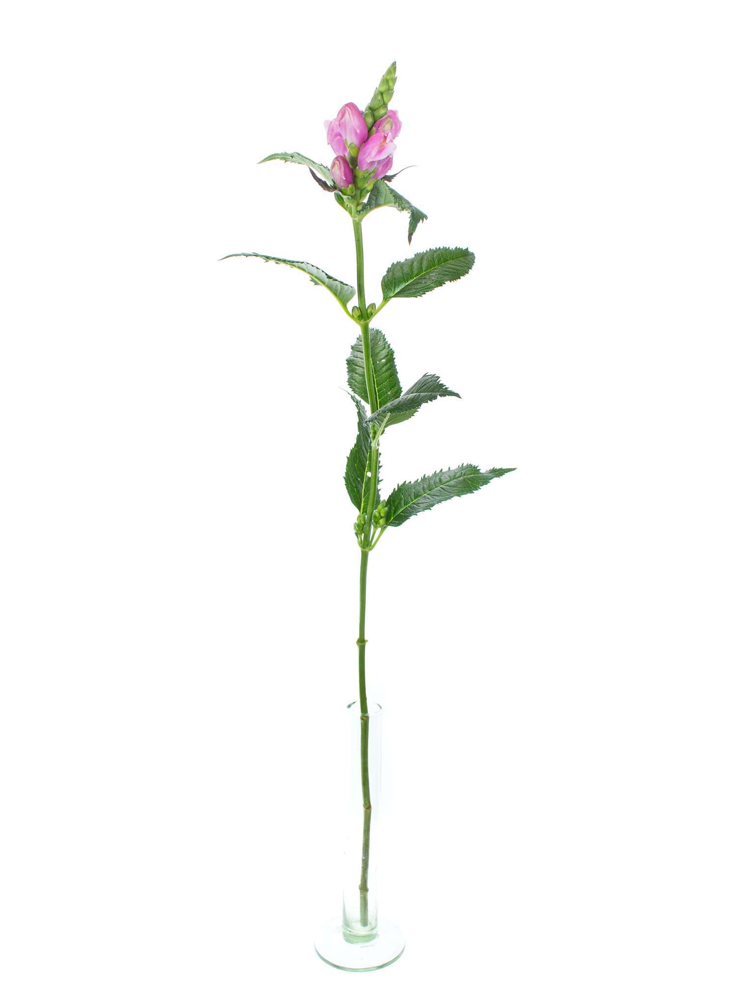 blumigo-chelonen-schildblumen-pink-schnittblume-1-stiel image 3