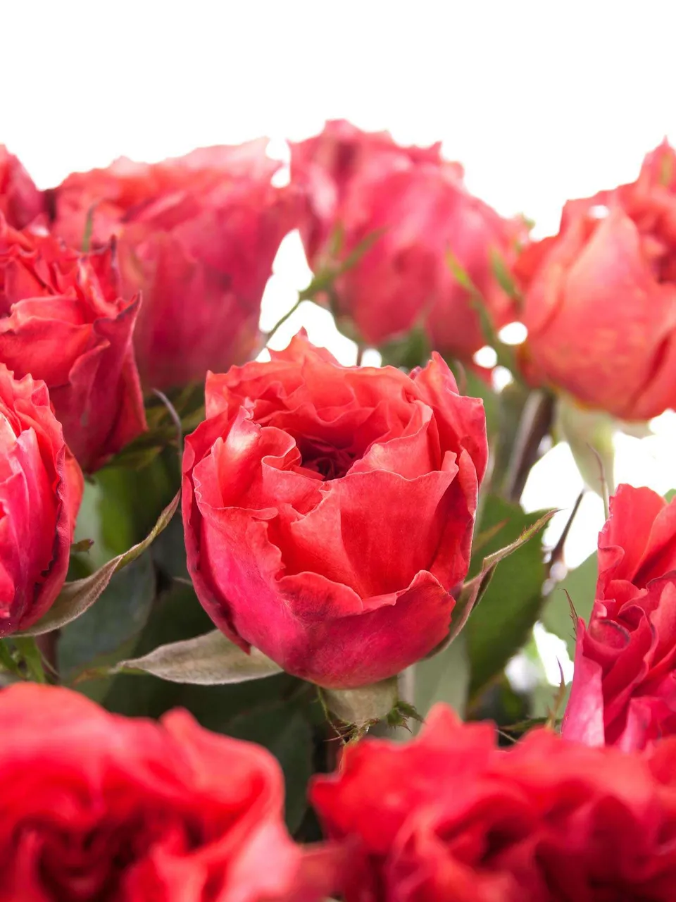 blumigo-rosen-love-story-rot-orange-schnittblume image 1