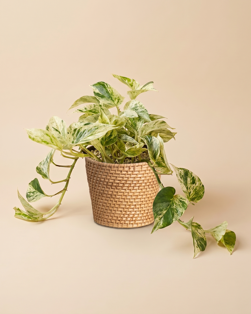 feey-variado-efeutute-marble-queen-gro-h-ngepflanze-wei-gr-n image 7