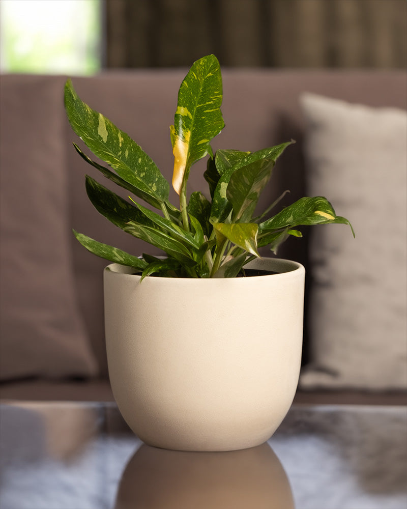 feey-variado-philodendron-ring-of-fire-20-30-cm-rarit-t image 4