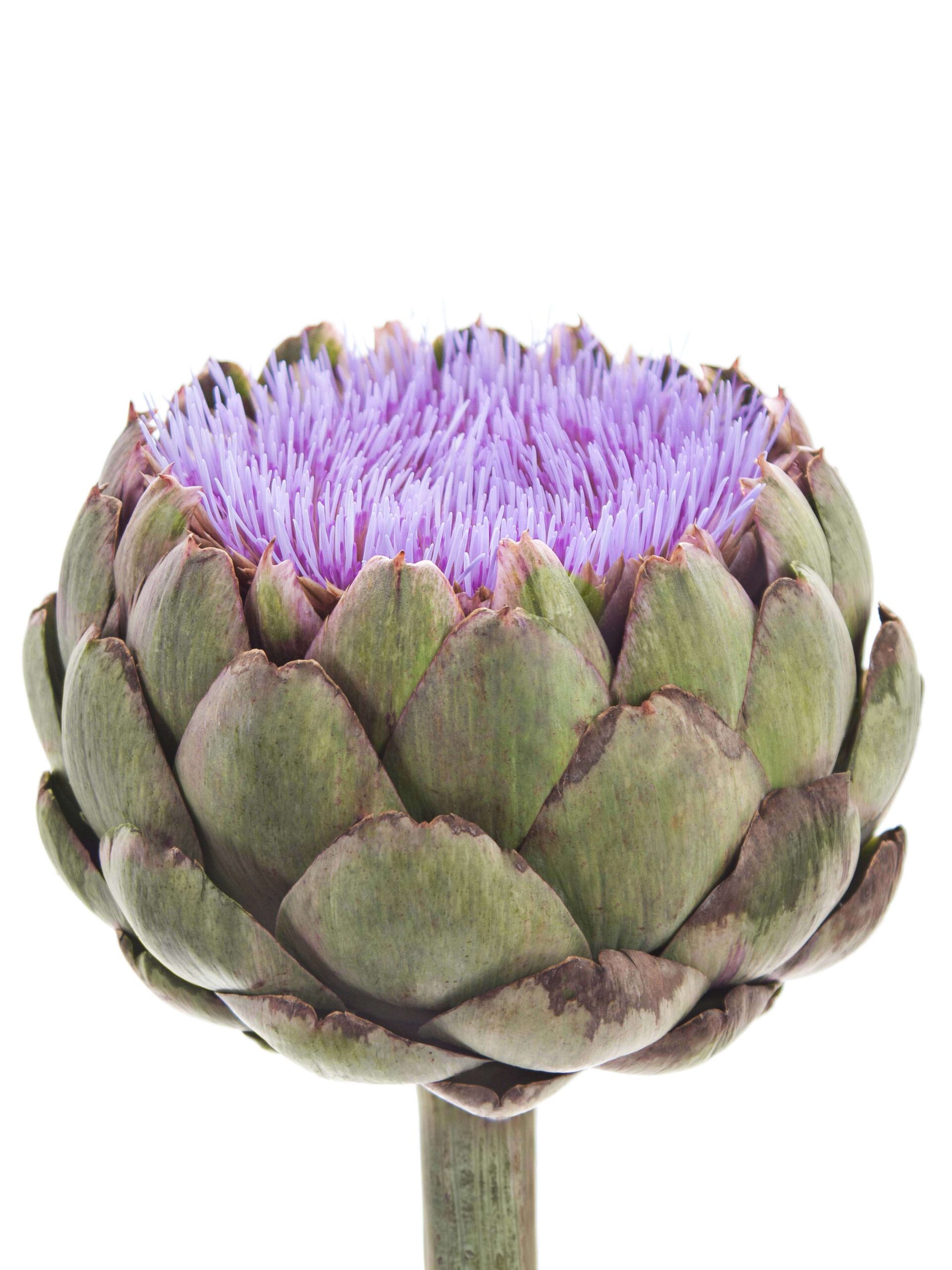 blumigo-herbstdeko-artischocke-cynara-scolymus-blau-bl-hend image 3