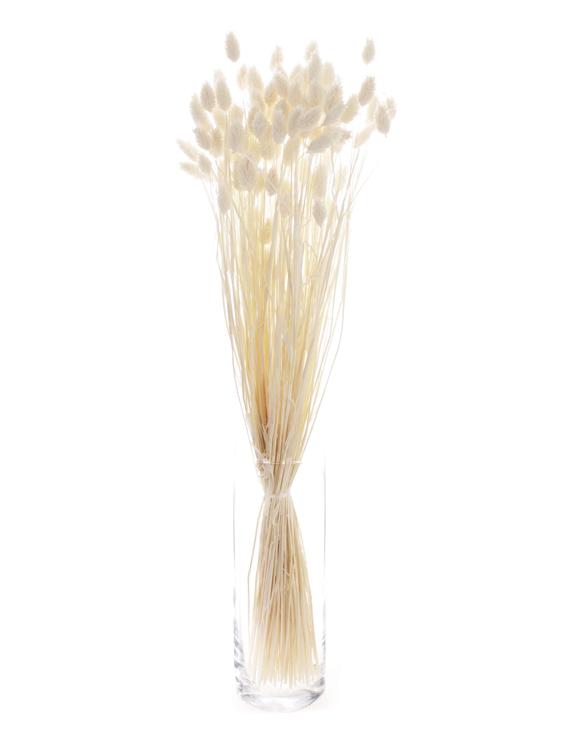 blumigo-phalaris-glanzgr-ser-trockenblumen-creme-wei image 3