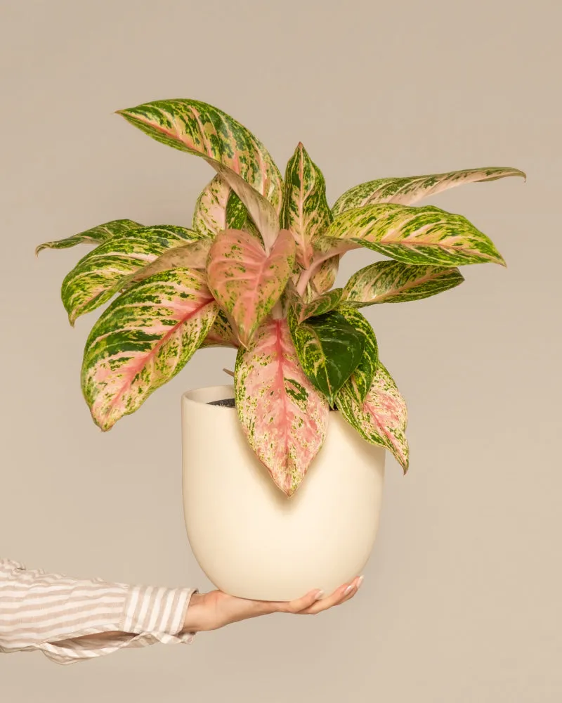 feey-variado-aglaonema-cocomelon-halbschattig image 1