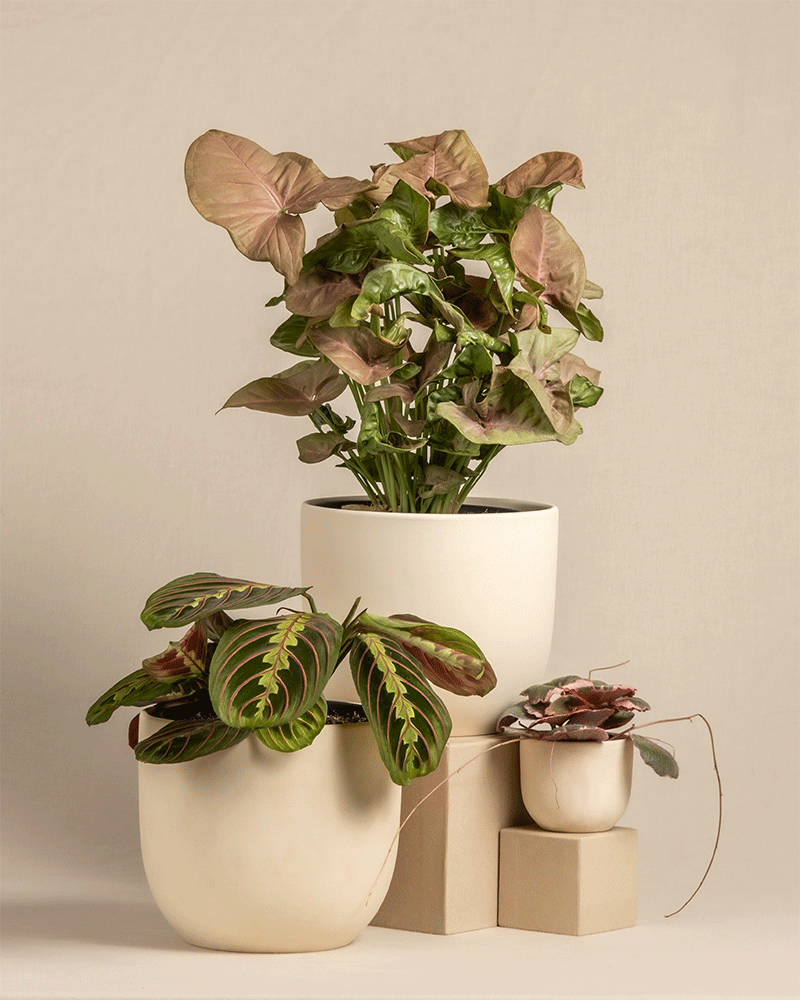 feey-pflanzen-trio-maranta-syngonium-saxifraga-ohne-topf image 5
