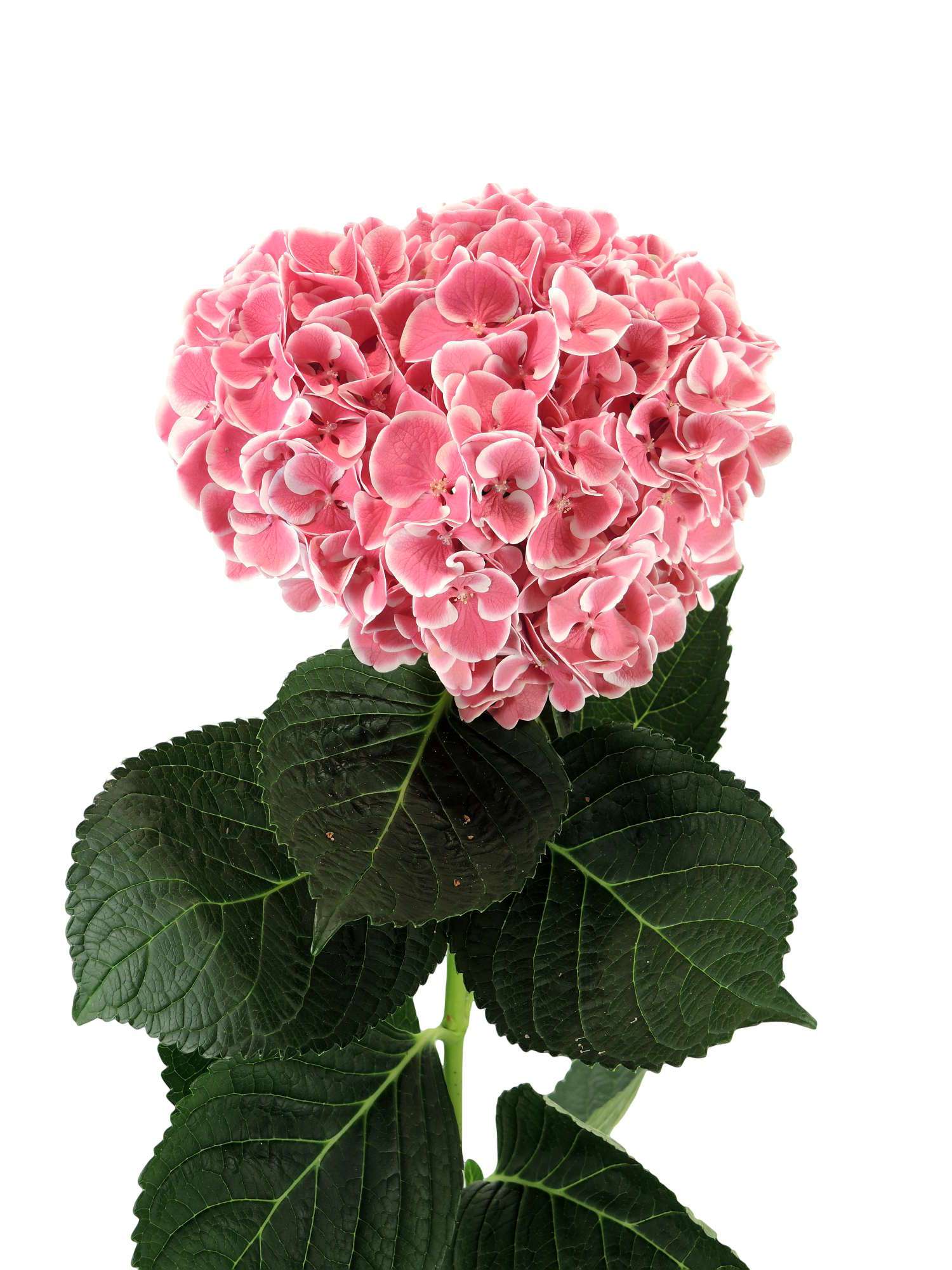 blumigo-hortensie-magical-red-harlekijn-rosa-wei-stiel image 1