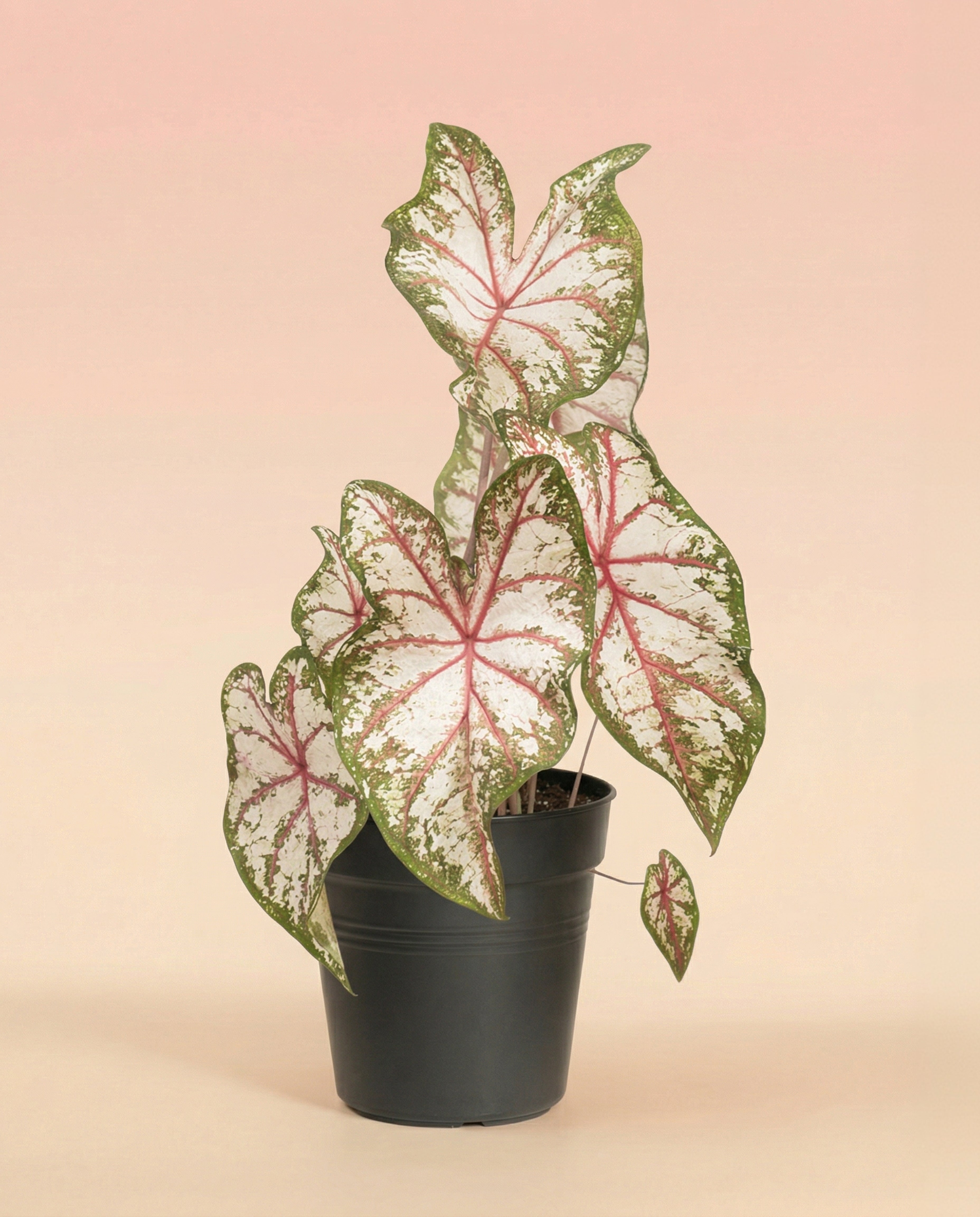 feey-variado-caladium-tapestry-bunte-zimmerpflanze-im-22-topf-ohne-bertopf image 3