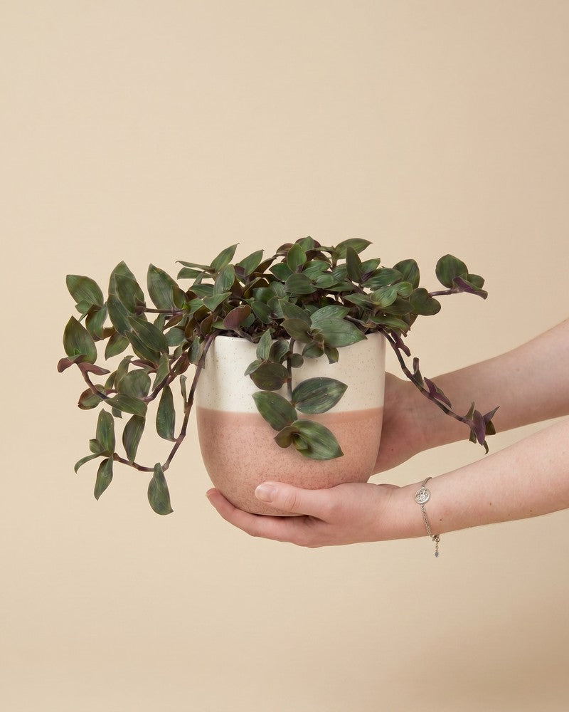 feey-variado-tradescantia-bunny-bellies-zimmerpflanze-klein image 1