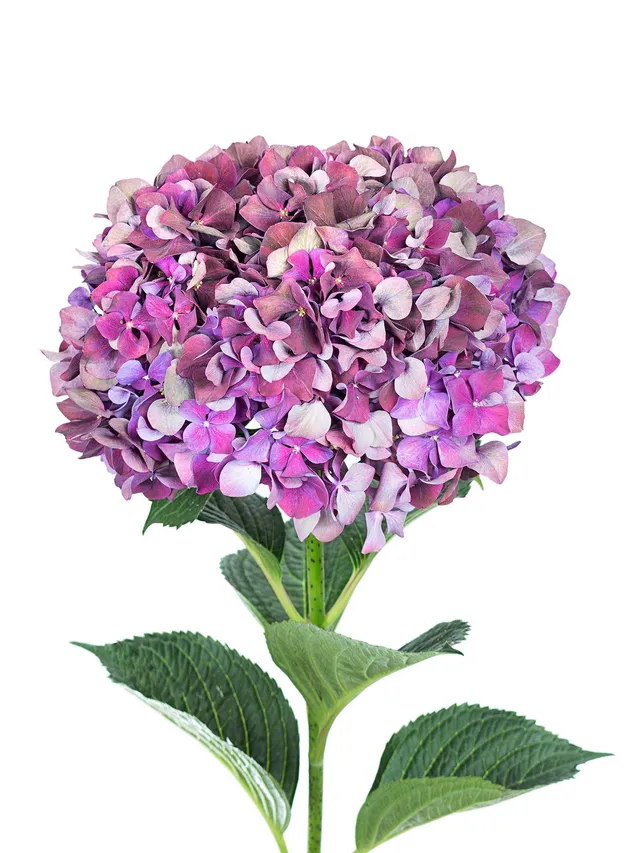 blumigo-hortensien-magical-ruby-red-classic-schnittblume-dunkel-aubergine image 1