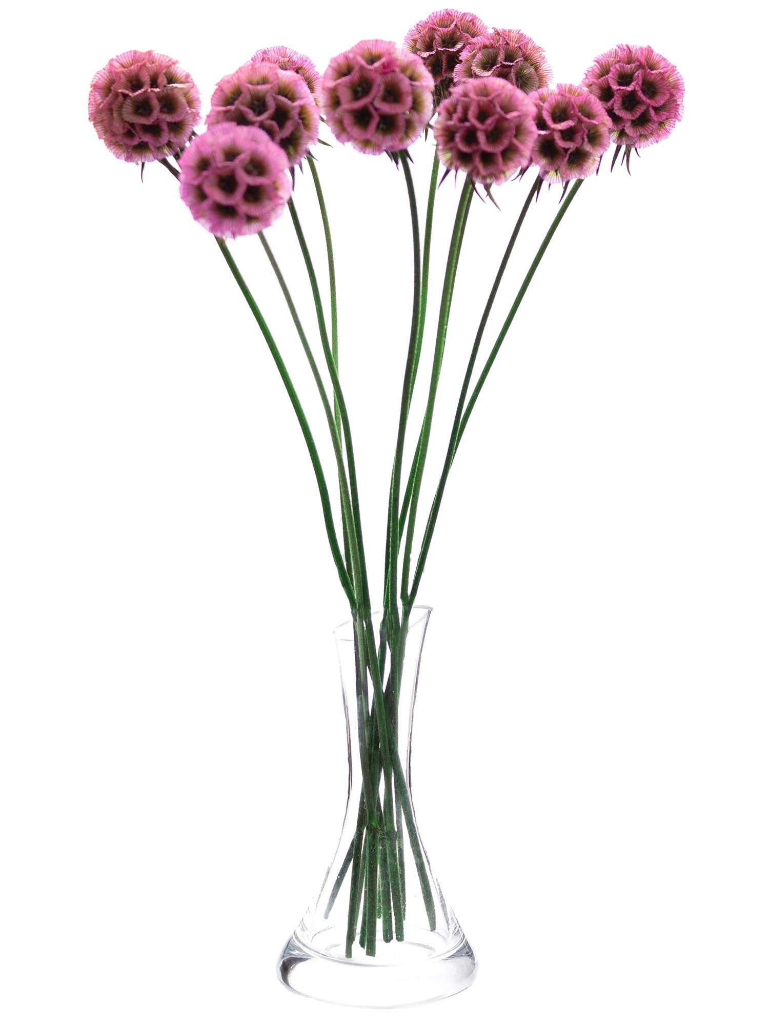 blumigo-trockenblumen-skabiosen-trockenblume-pink image 2
