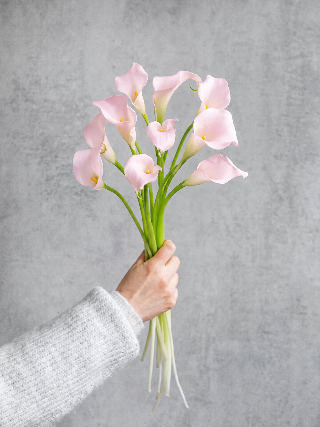 blumigo-calla-captain-melrose-schnittblume-rosa image 2