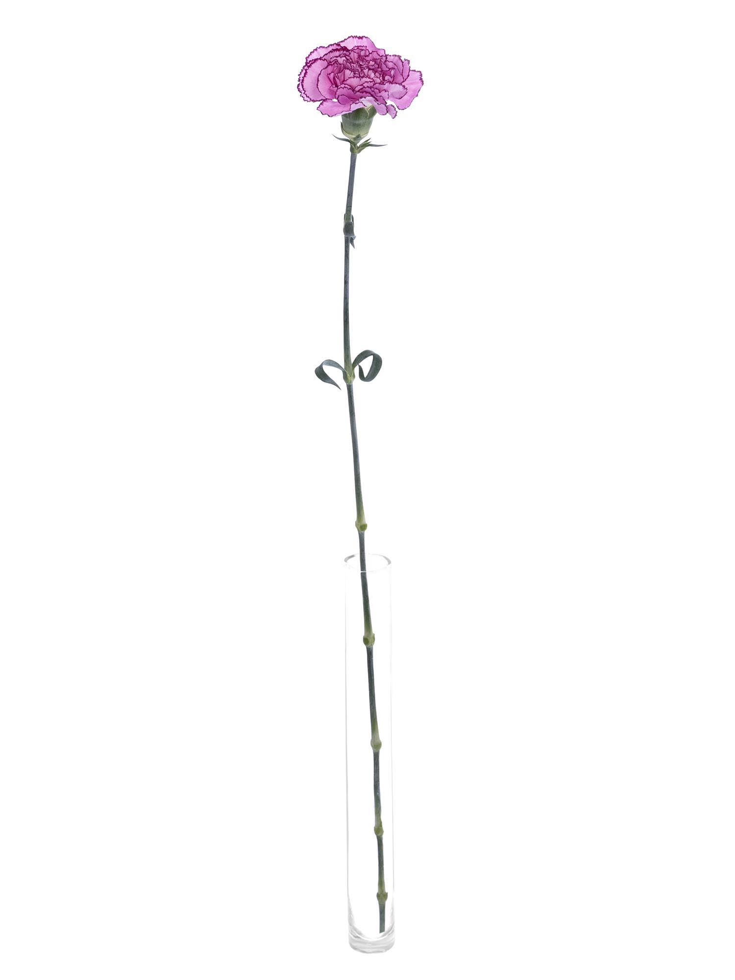 blumigo-nelken-royal-damascus-edelnelken-pink-violett image 4