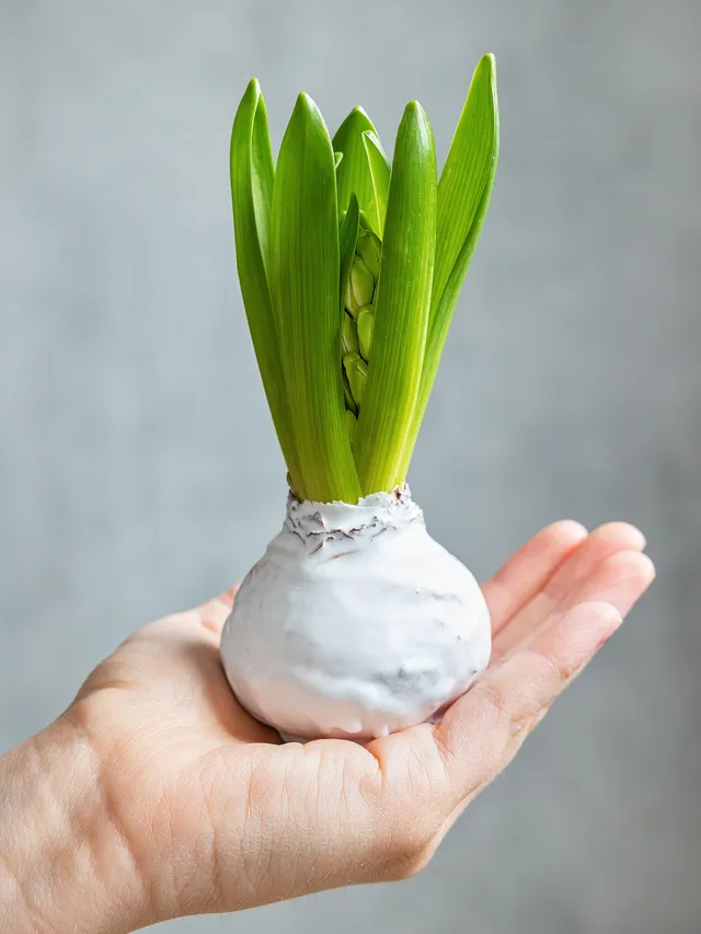 blumigo-fr-hlingsknollen-gewachste-hyazinthe-wei-duftend image 1