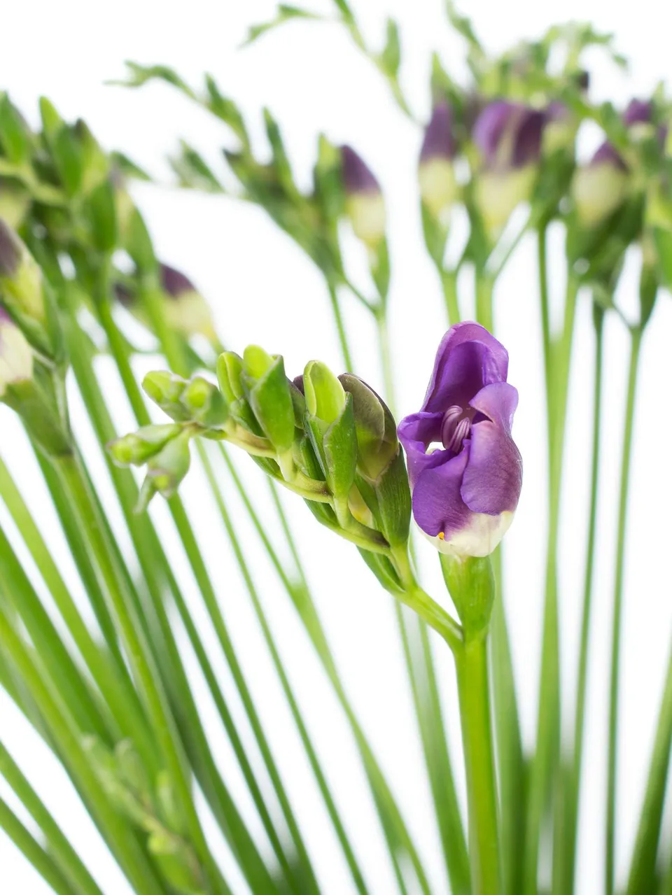 blumigo-indigo-beach-freesien-violett image 1