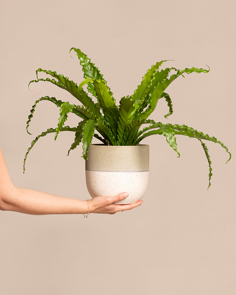 feey-gewellter-nestfarn-asplenium-zimmerpflanze-mittel-ohne-topf image 1