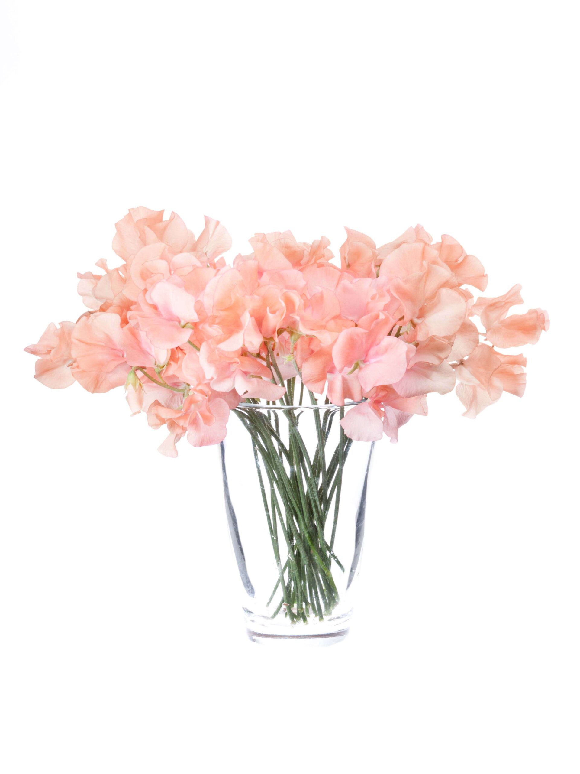blumigo-wicken-sunshine-parfum-salmon-schnittblumen-apricot image 2