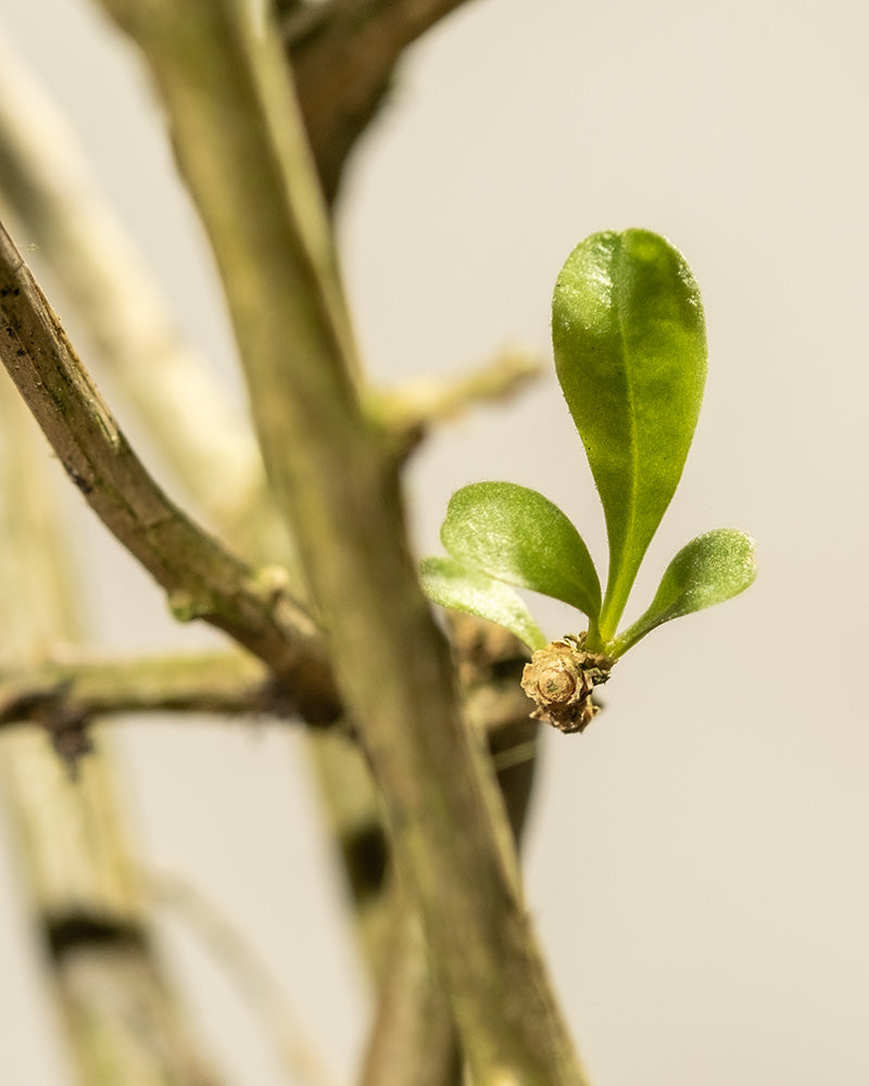 feey-amsterdam-goji-beere-strauch-essbar-zum-eingraben-winterhart image 7